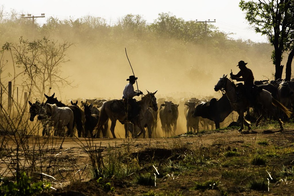 Tocando a boiada - Working with herd of cattle, Peões condu…